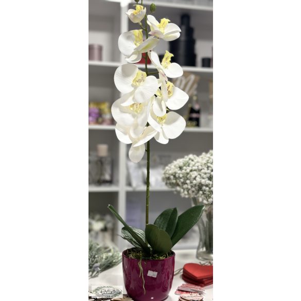 Orchidea nagy fejekkel kaspóban